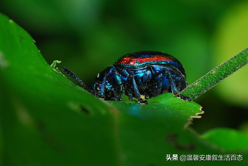 了解昆虫的基本知识,昆虫里面到底有哪些你不认识的