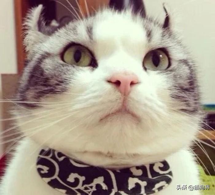 想要养猫的日常,想要养猫养狗无烦恼