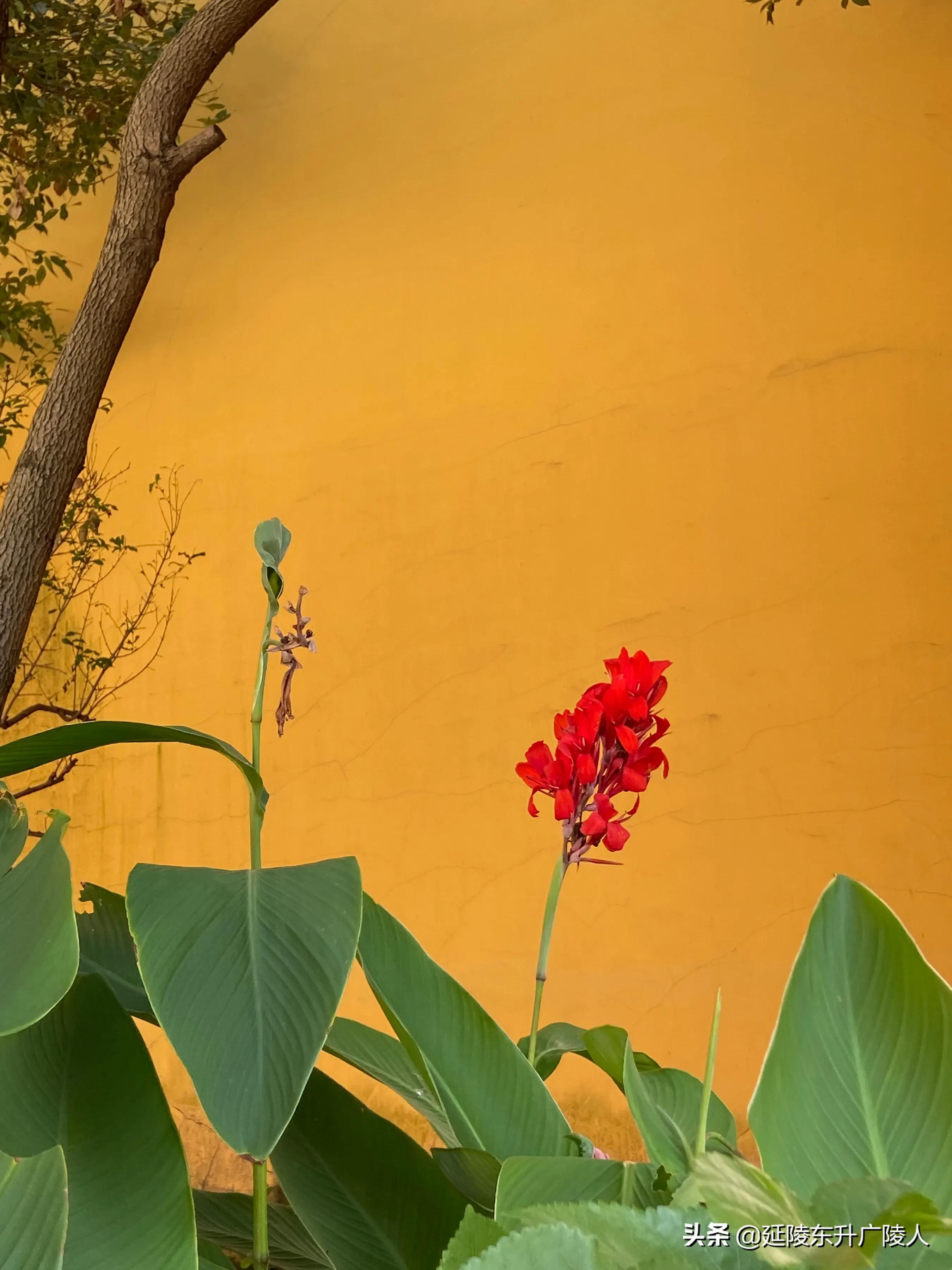 江苏有个千年古寺,江苏江阴苍山古寺