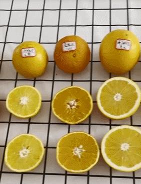 9种橙子测评,正宗秭归脐橙湖北橙子