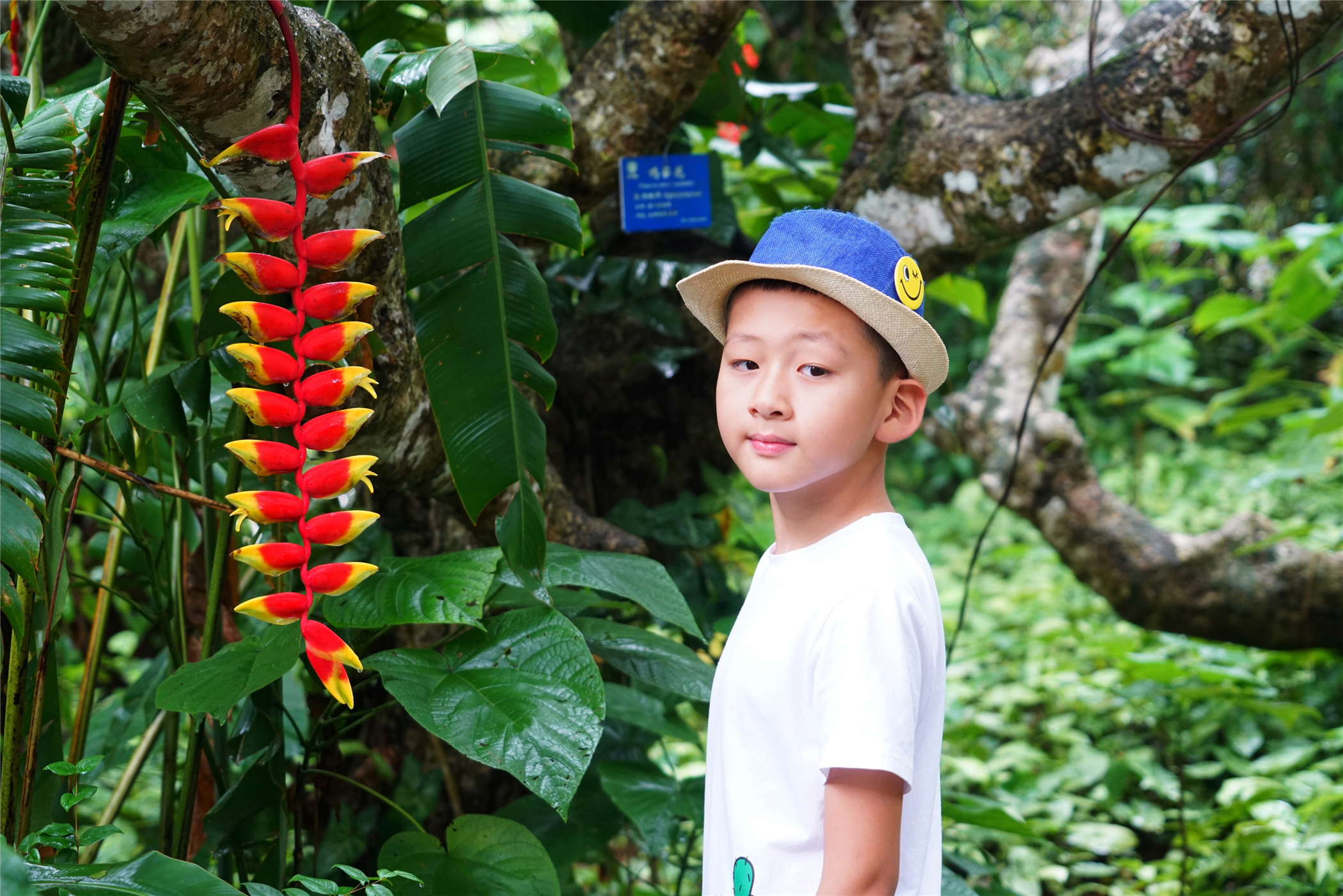 热带雨林丛林深处望天树图片,热带雨林中的望天树