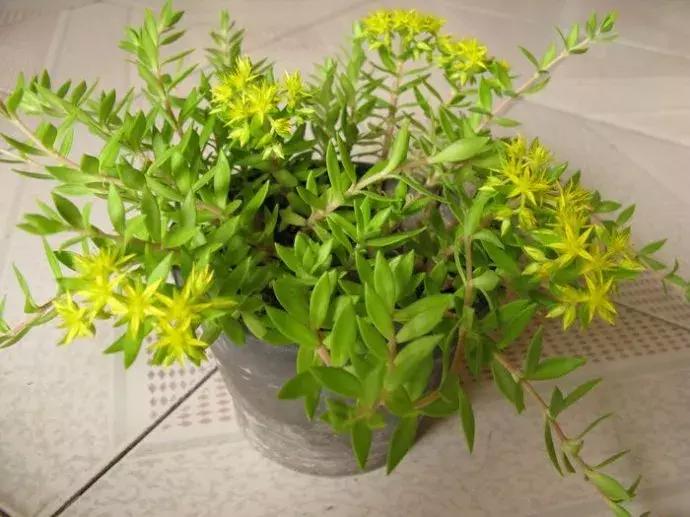 7种多肉植物具有药用价值！你都认识吗？