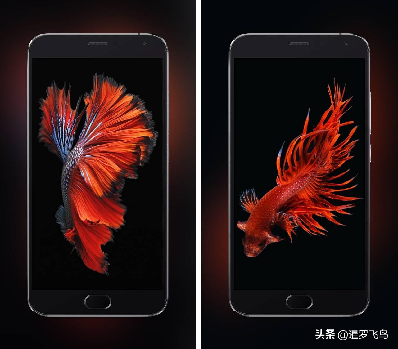 泰国宣布暹罗斗鱼为“国鱼”*旗国**鱼身价百倍