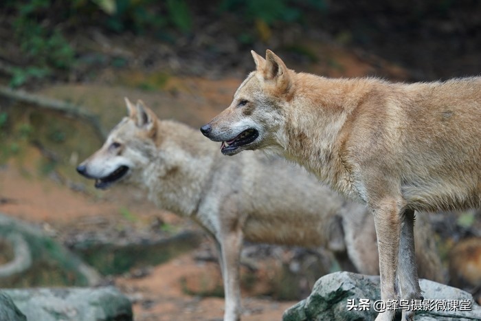 索尼sel200600g配什么相机,索尼sel200600g