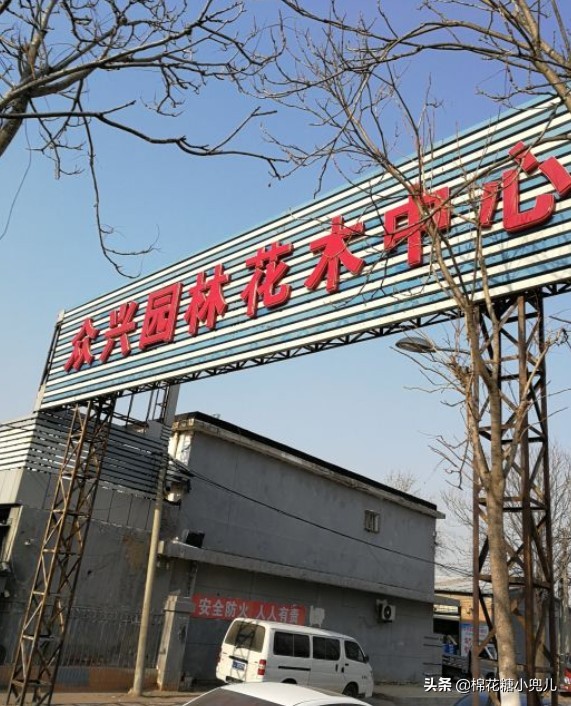 北京盆栽花卉批发市场,北京众兴花卉批发市场