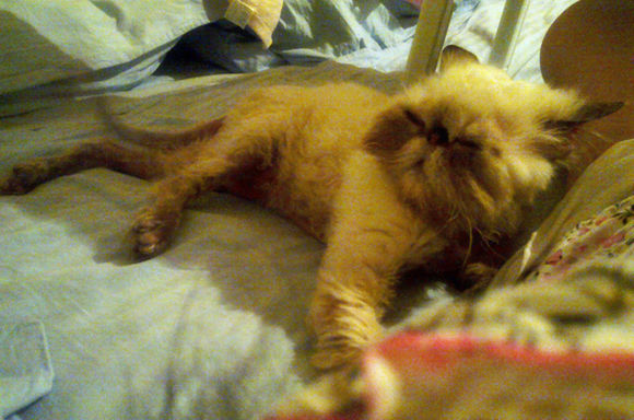 猫咪猫癣的最佳治疗方法,关于猫癣的一点经验