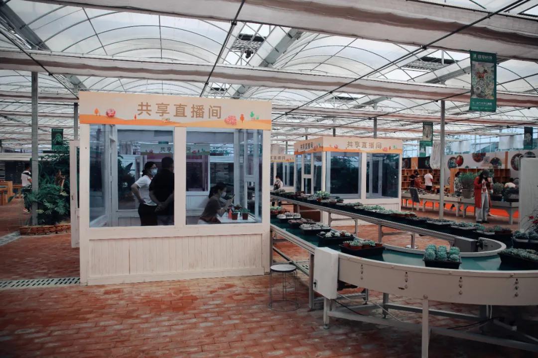 这个年销量上亿株多肉的县城，举办了首届多肉电商节