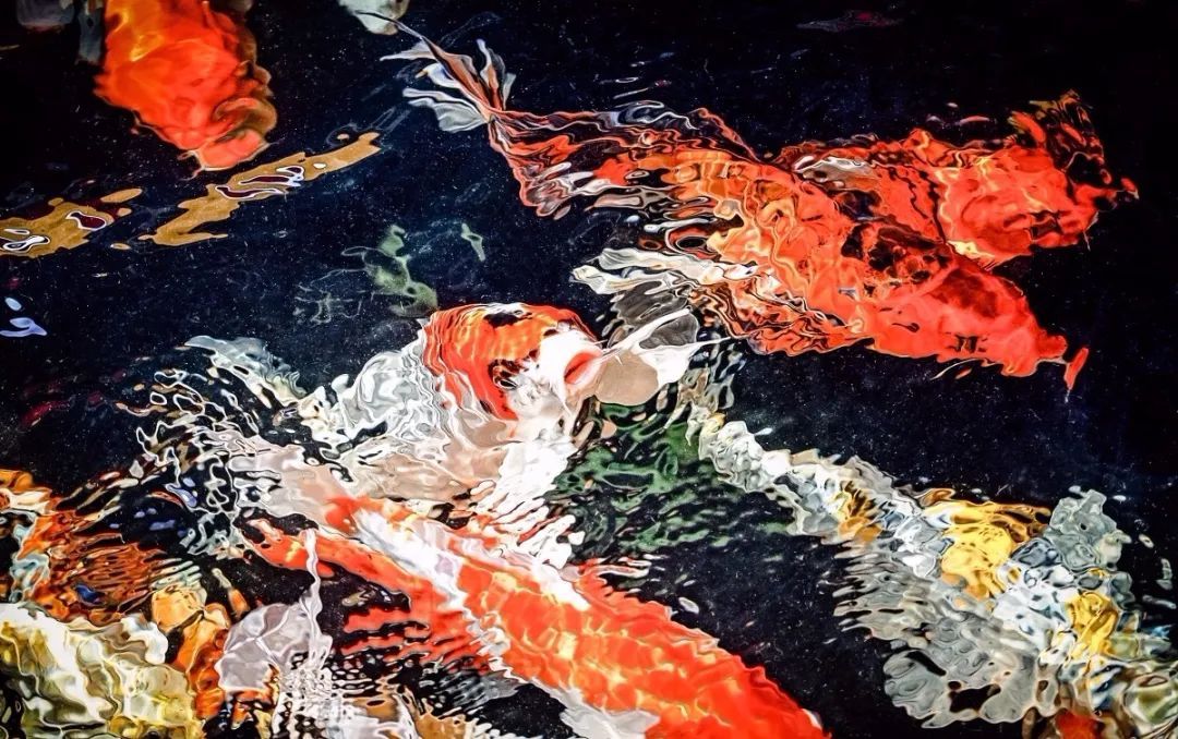 锦鲤掉鱼鳞该怎么治疗,锦鲤掉鱼鳞怎样才能治好