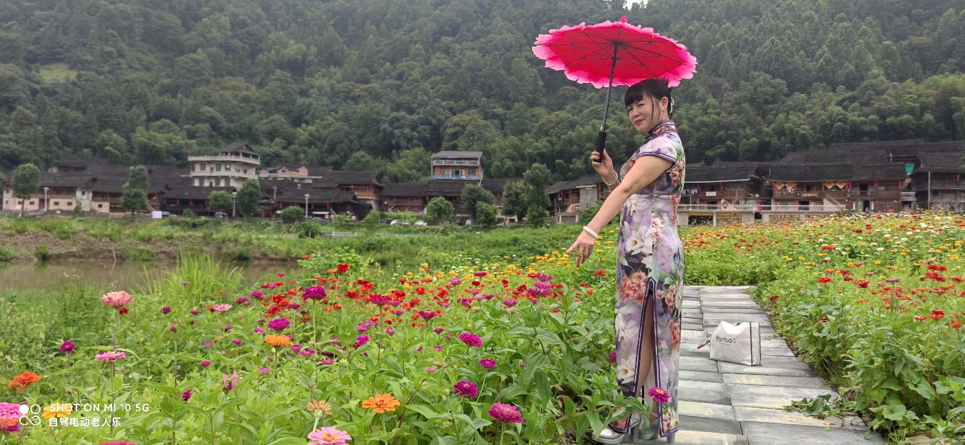 贵州麻江百日菊花海盛开,三都产蛋岩景区