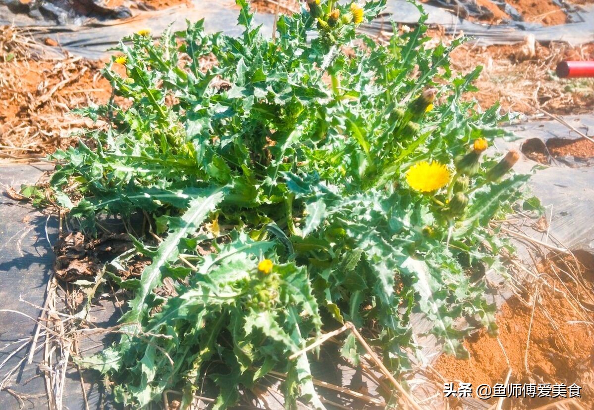 小满时节吃什么菜好吃,小满节气必吃的8种食物