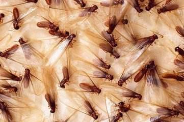 白蚁防治及综合治理技术方案,白蚁治理国家达标标准