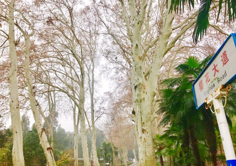 全球最大的樱花基地,全球最大樱花基地赏花时节已至