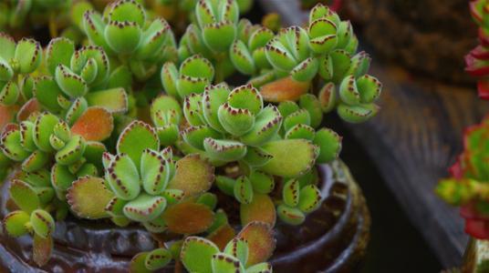 千年老树桩种多肉兰花和石斛,多肉可以养成什么样的树桩