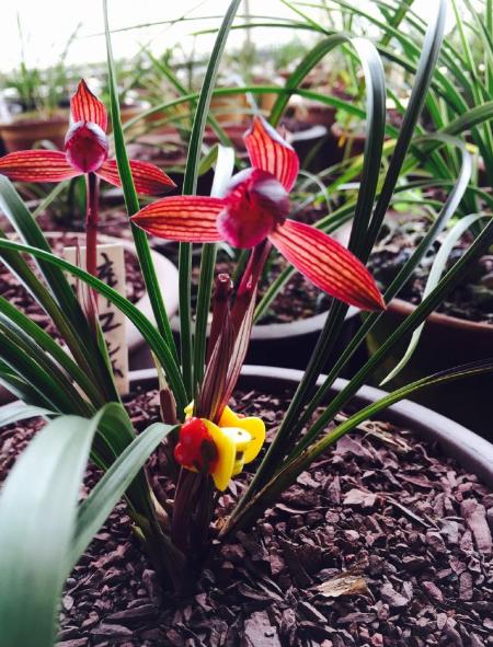 云南最顶级红素兰花,云南第一红素兰花