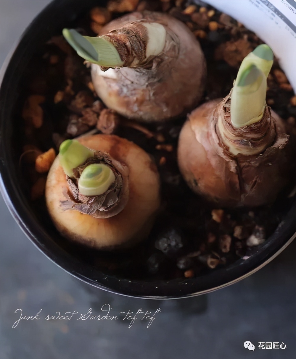 球根种植时间和方法,球根的养殖方法和注意事项