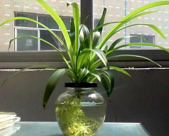 怎么把土养吊兰养成水培吊兰,吊兰怎么水培养才能更旺盛