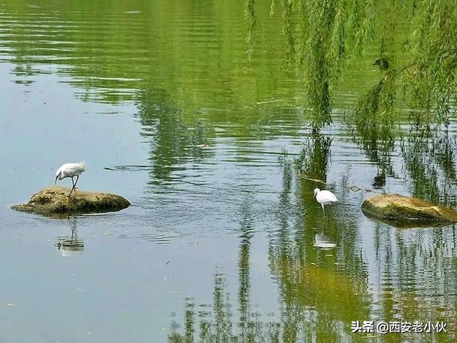 西安浐灞国家湿地公园招聘公告,西安浐灞国家湿地公园旅游