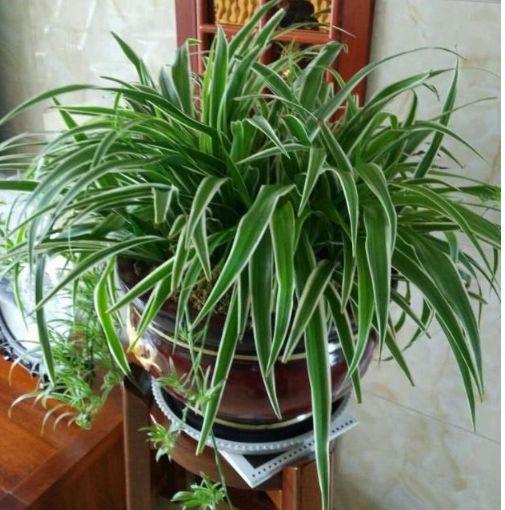 什么植物养不死可以净化空气,家里养这2种花净化空气带来好运