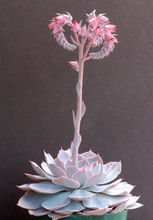 广寒宫都有谁,广寒宫里都有谁