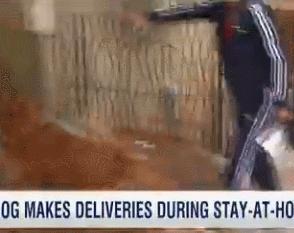 独居老人无法出门，狗狗超开心帮忙：本汪帮你买东西！