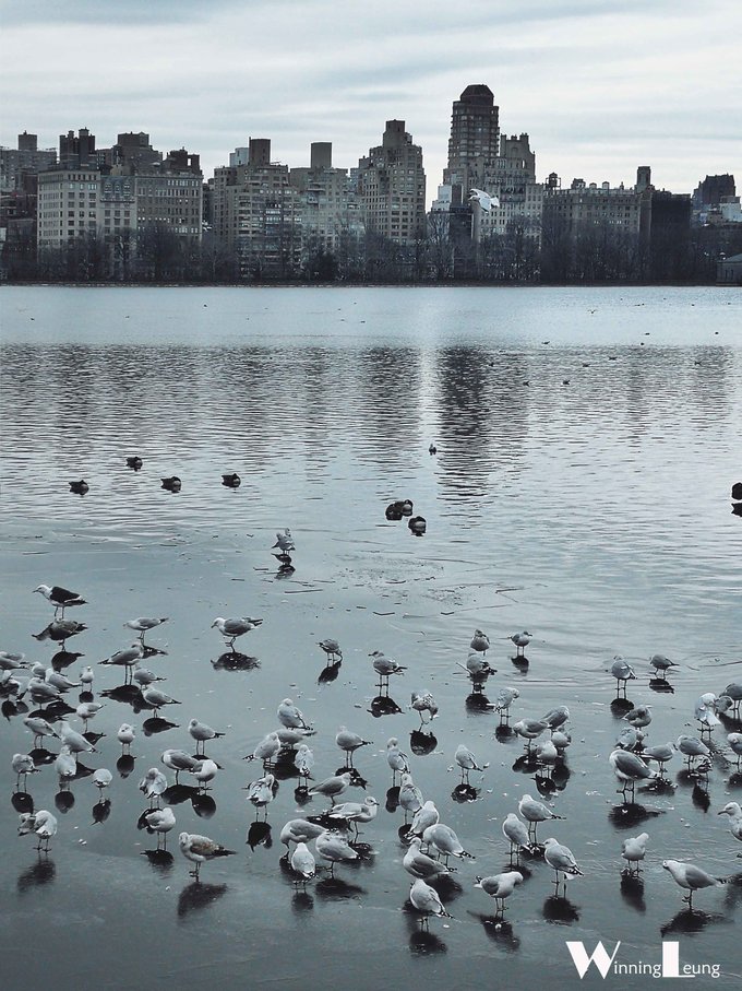 现实版未来之城纽约中央公园,纽约中央公园和北京奥体森林公园