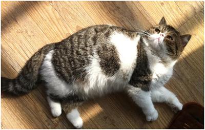 母猫怀孕期间不小心驱虫怎么办,母猫怀孕期间需要公猫的陪伴吗