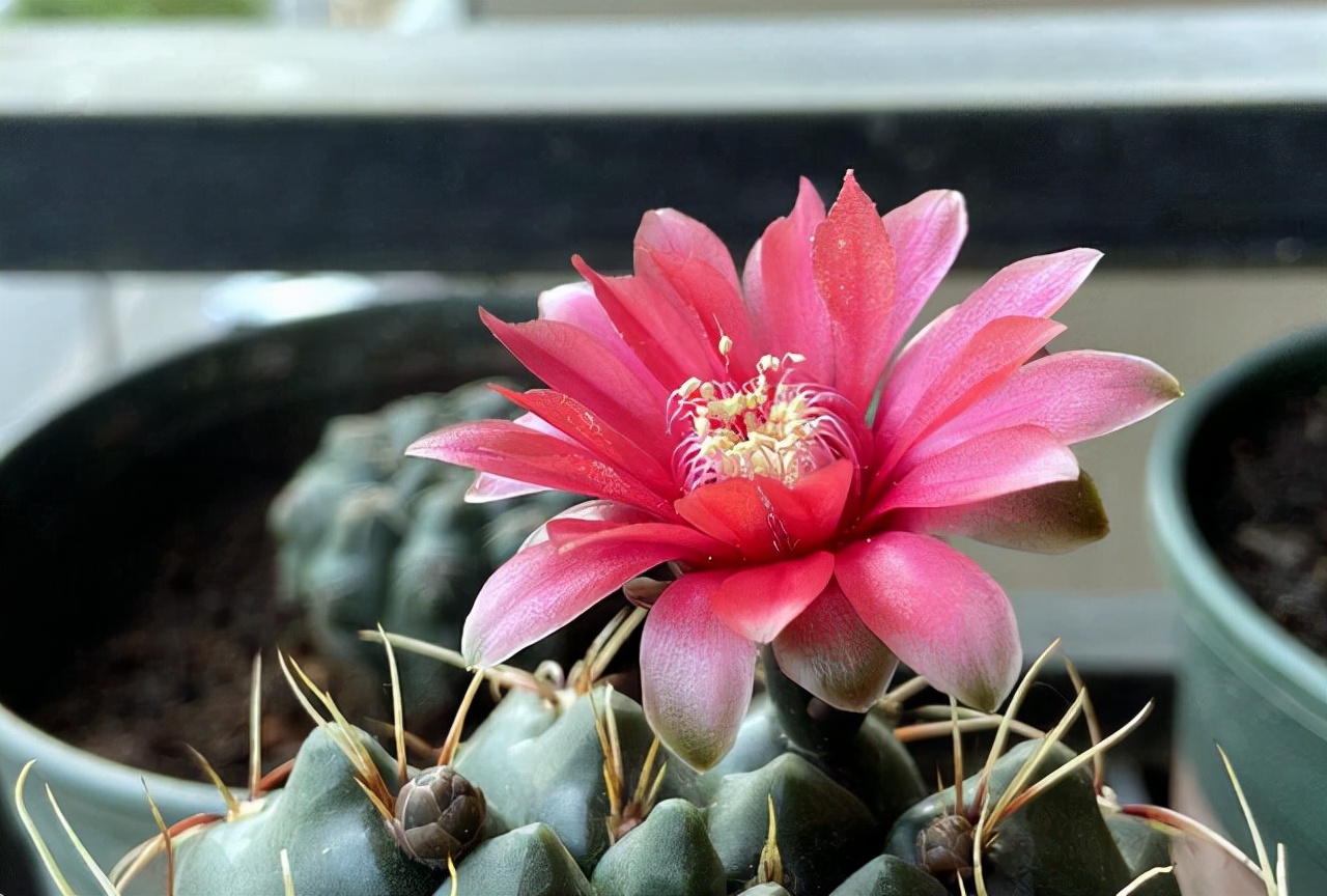 仙人球开花后保持时间长的方法,如何让仙人球开花更多一点