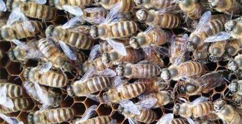 中蜂逃群,中蜂逃群后留下自造巢脾如何处理