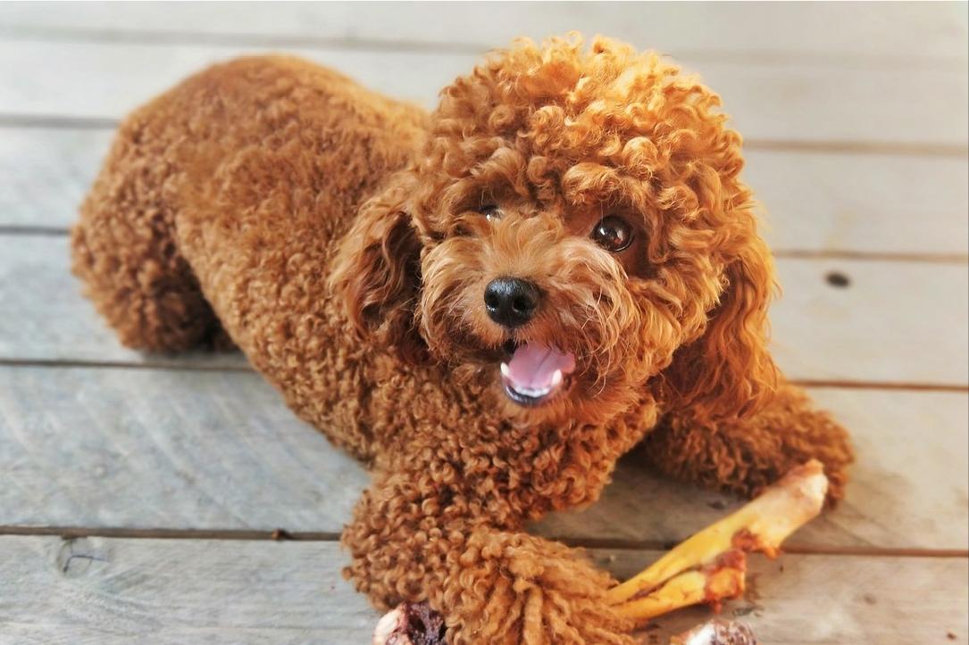 泰迪为什么会成万人恨,为什么泰迪从万人迷到万人恨