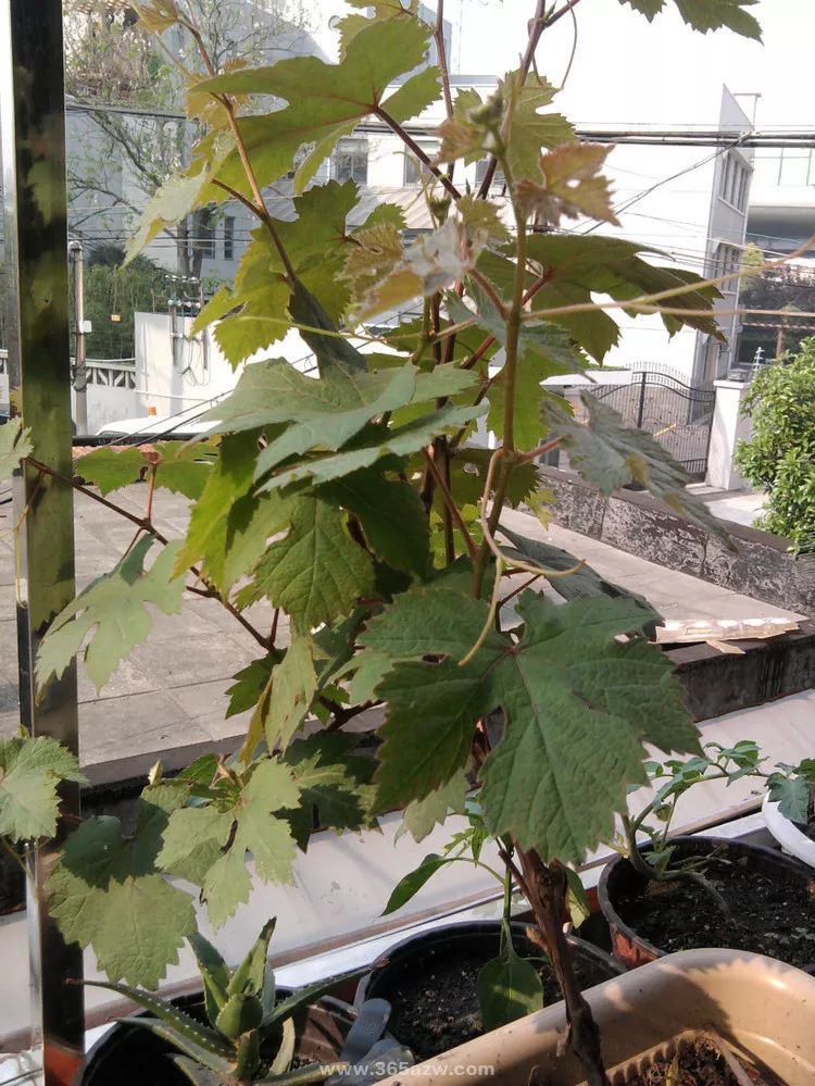 在阳台上种植葡萄要注意些什么,阳台种植葡萄的全过程