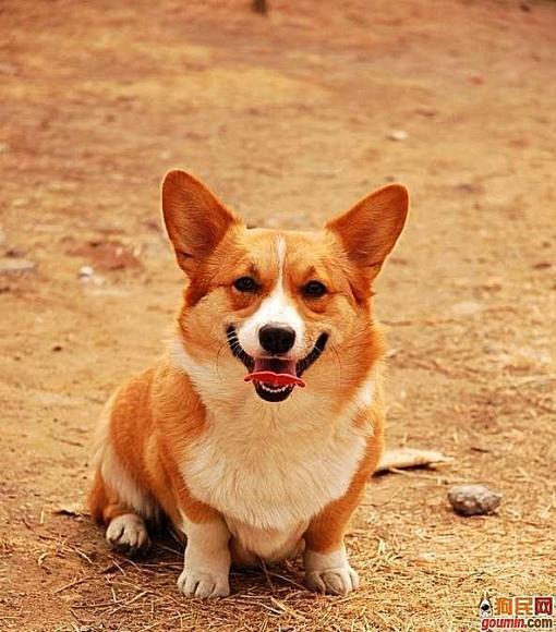 鐙楃嫍澶у叏鍙埍,鍙埍鐨勫皬鐙楃嫍閫佺粰鐖辩嫍浜哄＋