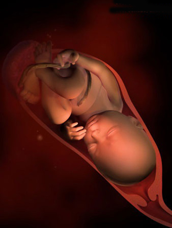 怀孕1-40周胎儿器官发育标准,胎儿在胚胎里面长啥样