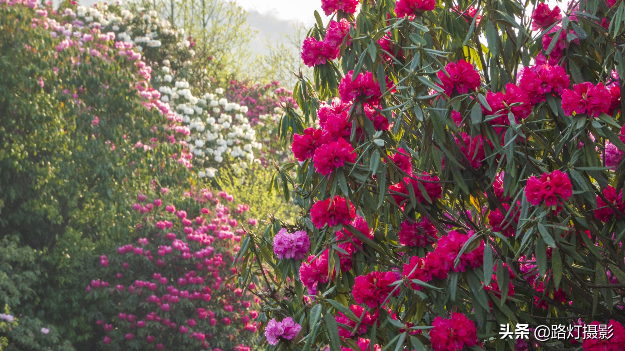 世界之最贵州毕节百里杜鹃花,毕节百里杜鹃花游记