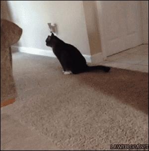 猫猫感染绦虫会传染给狗吗,小猫有绦虫会感染家里的孩子吗