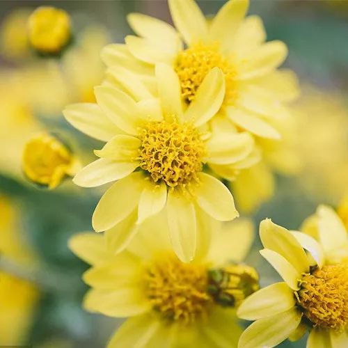 全部金木水火土五行五系植物介绍,五种植物代表五行