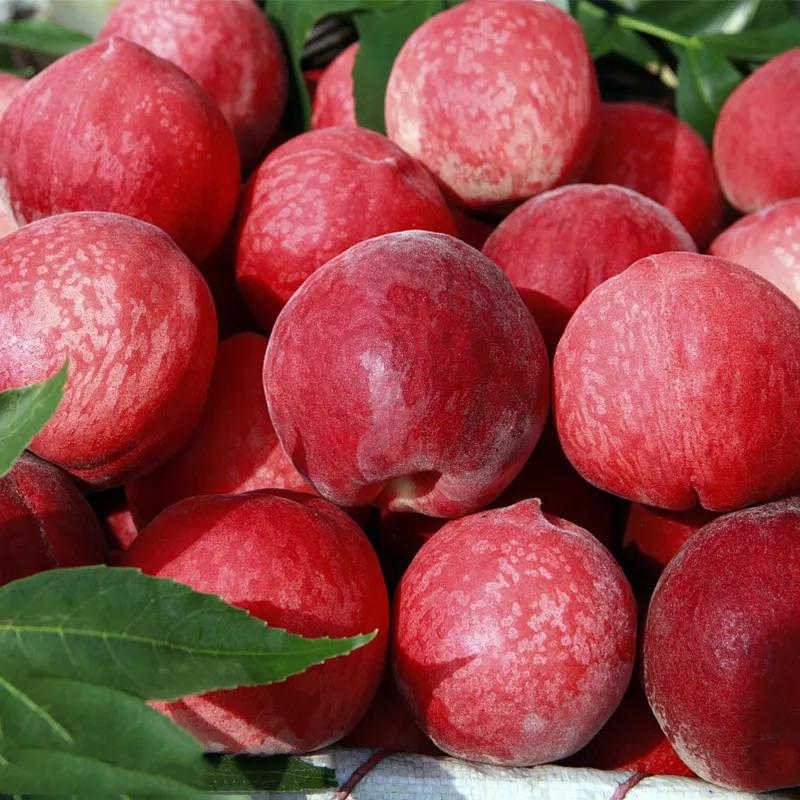 一*爆口**汁！巨甜！你从未吃过的鲜桃！