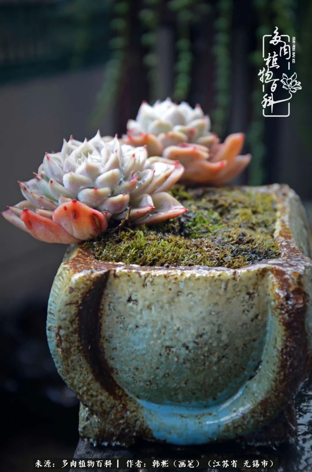 听音乐赏多肉,听音乐赏花赏美景