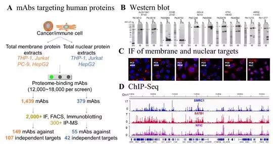 西北大*联学**合上交大开发超高通量抗体芯片并应用于规模化抗体制备