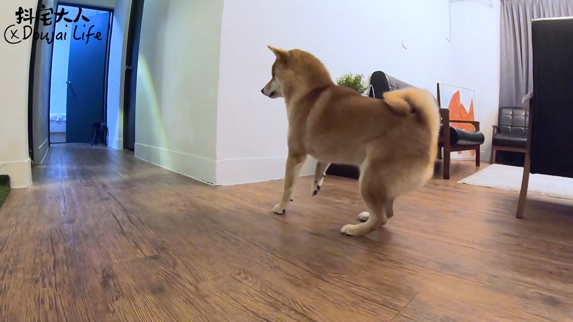 胆小柴犬遇神秘东西秒被吓跑　吓到脸歪、弹起反应笑翻网民