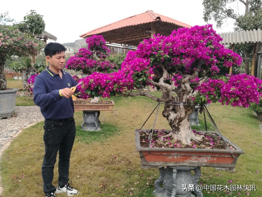 三角梅市场趋势,百年老桩三角梅盆景多少钱一棵