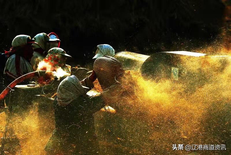 北國稻鄉大石橋：營口大米——鄉愁有味是甜香