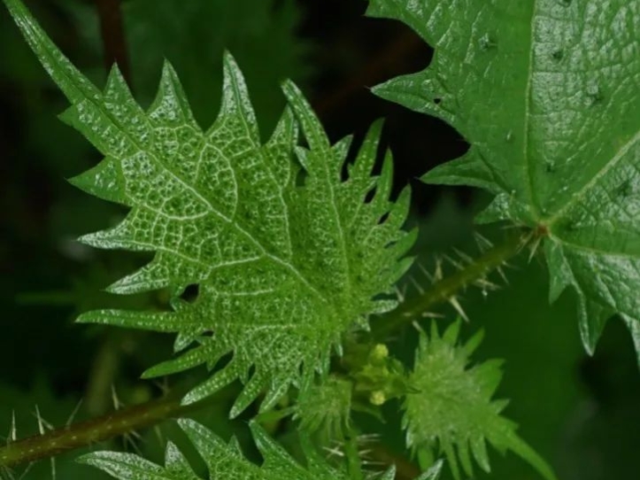 四级英语词汇闪过记忆技巧,四级高频单词记忆技巧