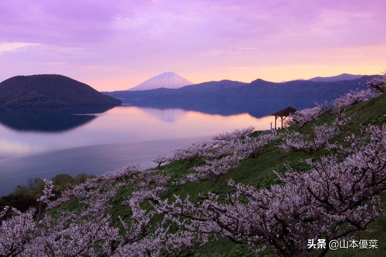 不先一步感受春天的到来吗日本全国华丽的梅花名胜