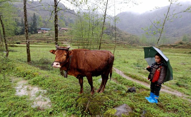 李子柒被造过哪些谣言,李子柒被写入小学语文试卷引争议