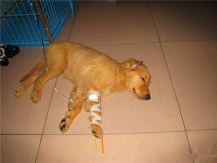 辟谣迷你狗的谣言,狗狗细小成犬后还会得吗