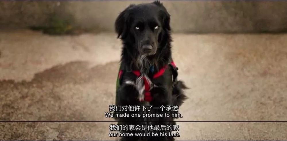 豆瓣9.3分这对夫妻打造1200亩生态农场，“堪称美版「李子柒」”