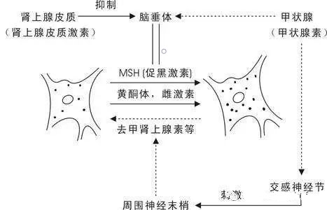 褐斑怎么治用什么药,褐斑如何防治