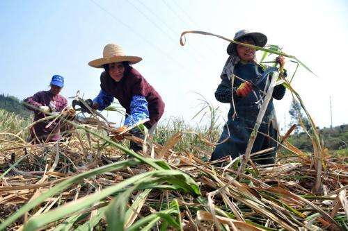 清军抓住太平天国的女将士,太平军女兵被捕