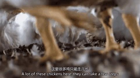 因为一个汉堡,她亲眼看着儿子死去!美国吃的食物到底有多脏...