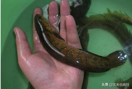 俗称“七星鱼”，酷似泥鳅，有“鱼中珍品”美誉，60元1斤难买到